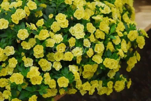 Калибрахоа амп. (Calibrachoa x hybrida) M.F.(Mini Famous) Neo Double Yellow 23 Кашпо 4л>-0